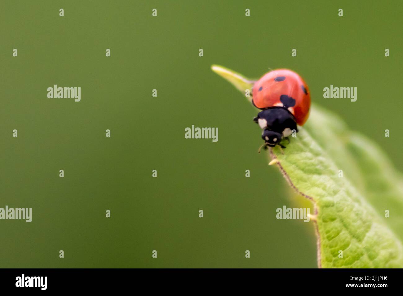 Carino ladybug con ali rosse e caccia punteggiata nera per le mogli di piante come controllo biologico di peste e insetticida naturale per agricoltura biologica Foto Stock