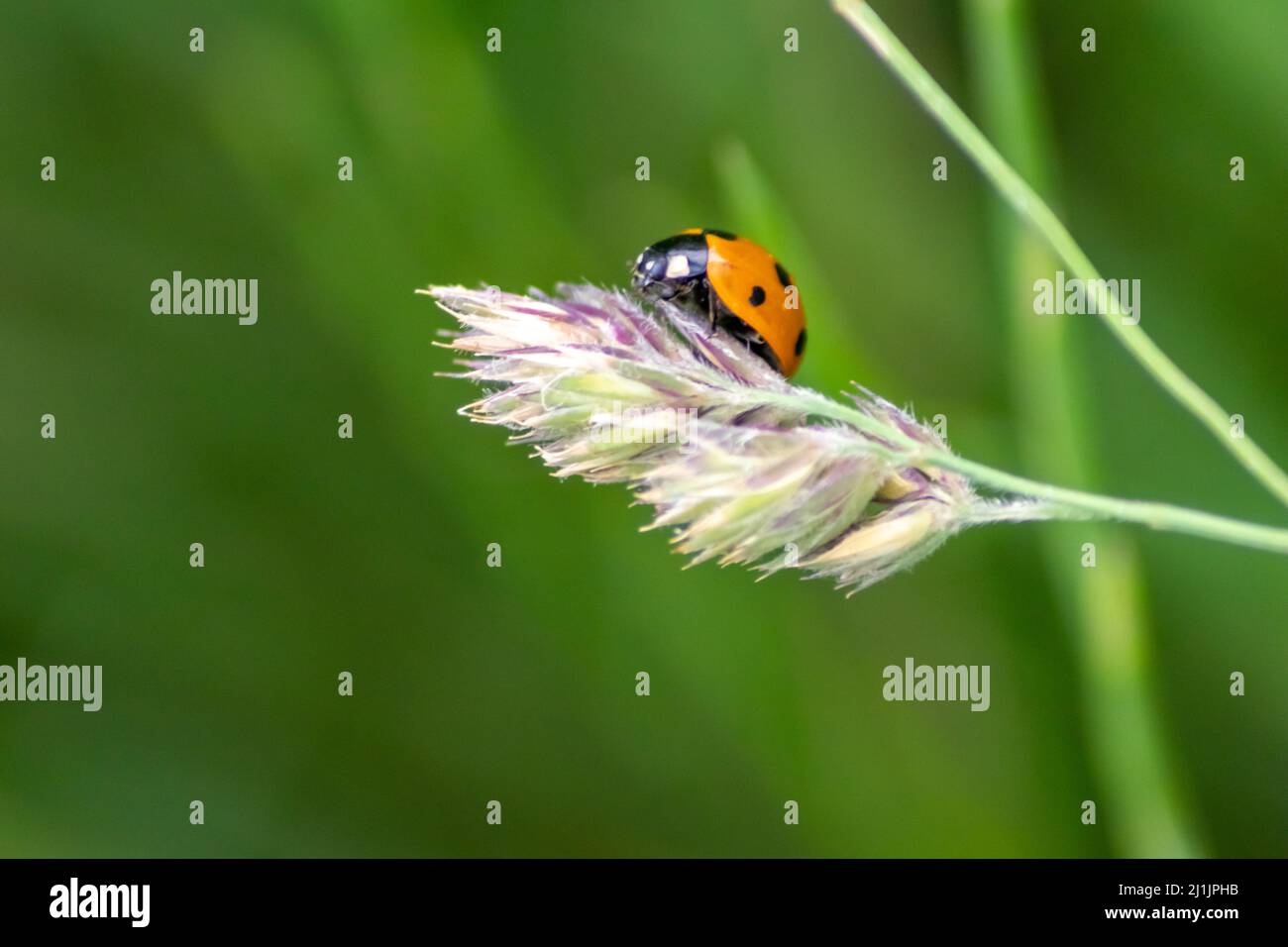 Carino ladybug con ali rosse e caccia punteggiata nera per le mogli di piante come controllo biologico di peste e insetticida naturale per agricoltura biologica Foto Stock