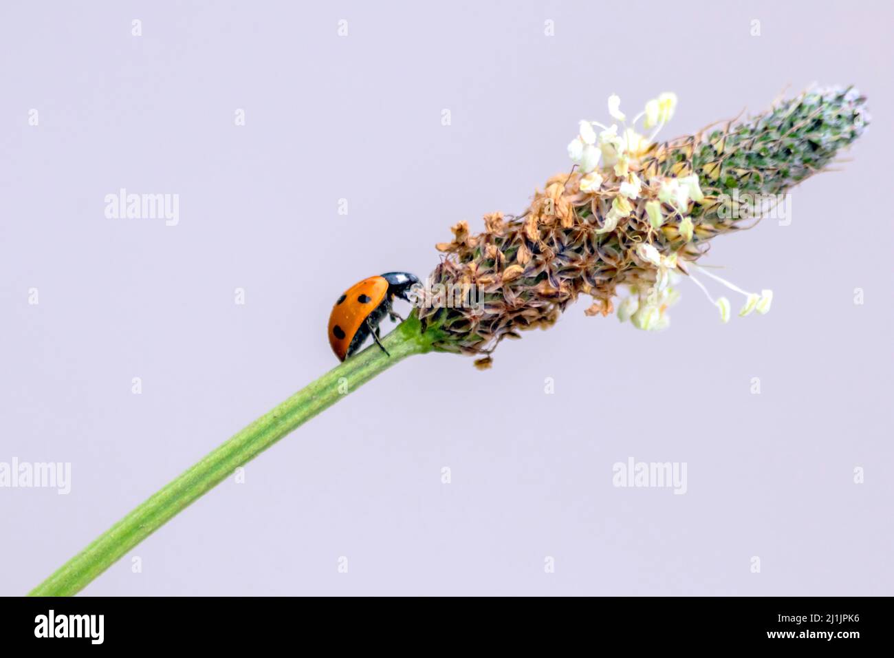 Carino ladybug con ali rosse e caccia punteggiata nera per le mogli di piante come controllo biologico di peste e insetticida naturale per agricoltura biologica Foto Stock