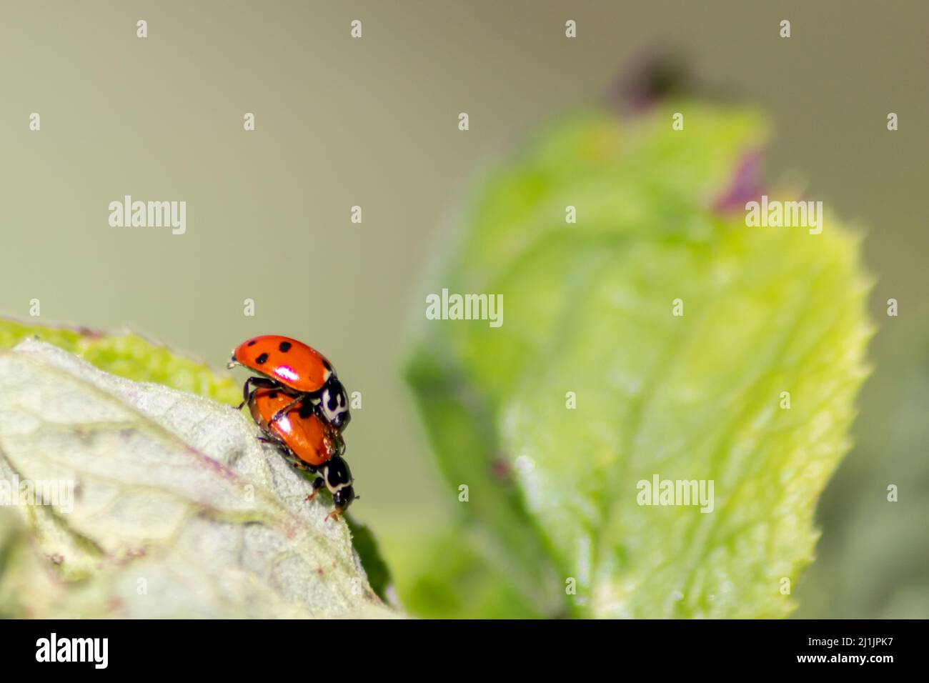 Carino ladybug con ali rosse e caccia punteggiata nera per le mogli di  piante come controllo biologico di peste e insetticida naturale per agricoltura  biologica Foto stock - Alamy