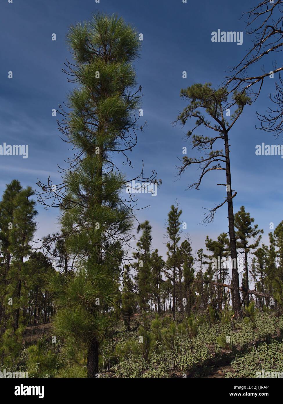 Vista di una foresta di recupero di pini delle isole Canarie (Pinus canariensis) con nuovi germogli verdi nel Parco Naturale di Tamadaba a Gran Canaria, Spagna. Foto Stock