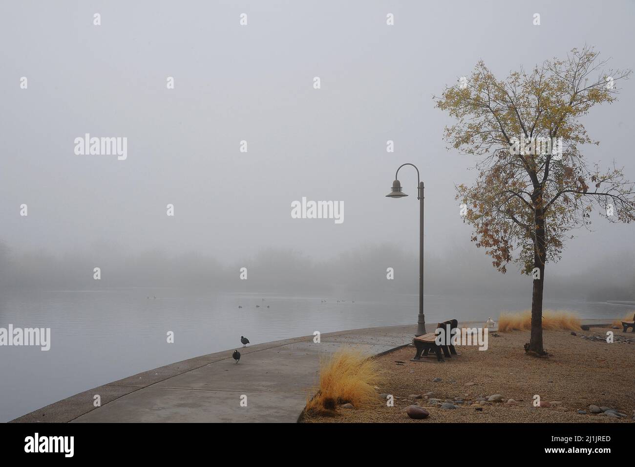 Mattina nebbia nel parco Foto Stock