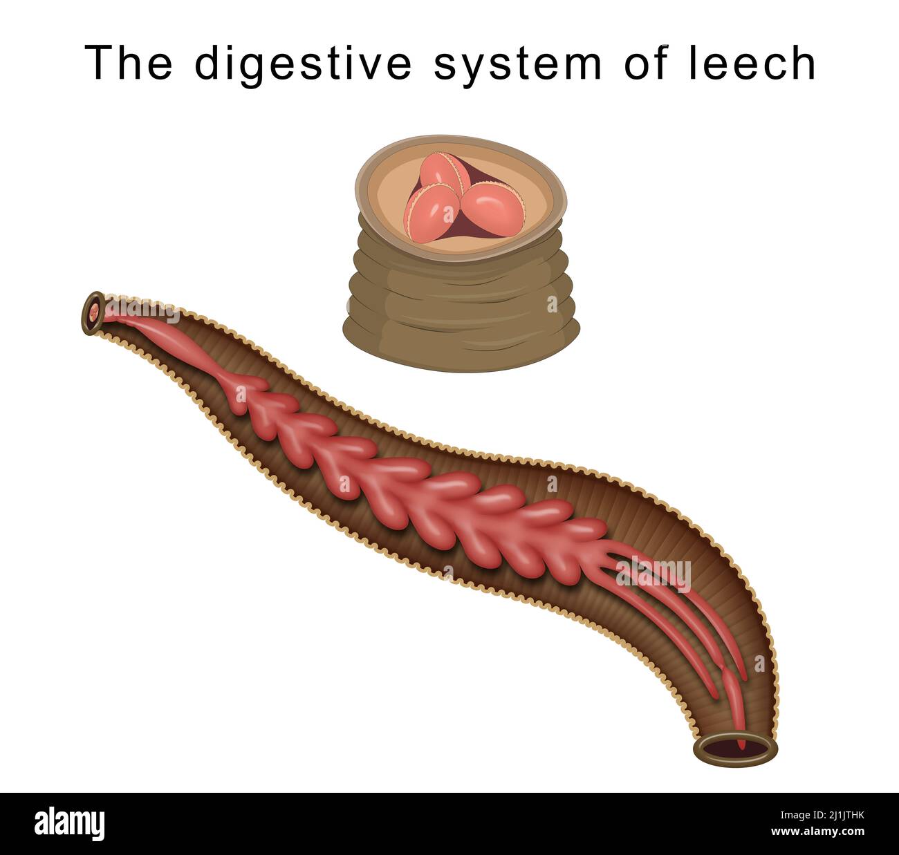 Il sistema digestivo della leech Foto Stock