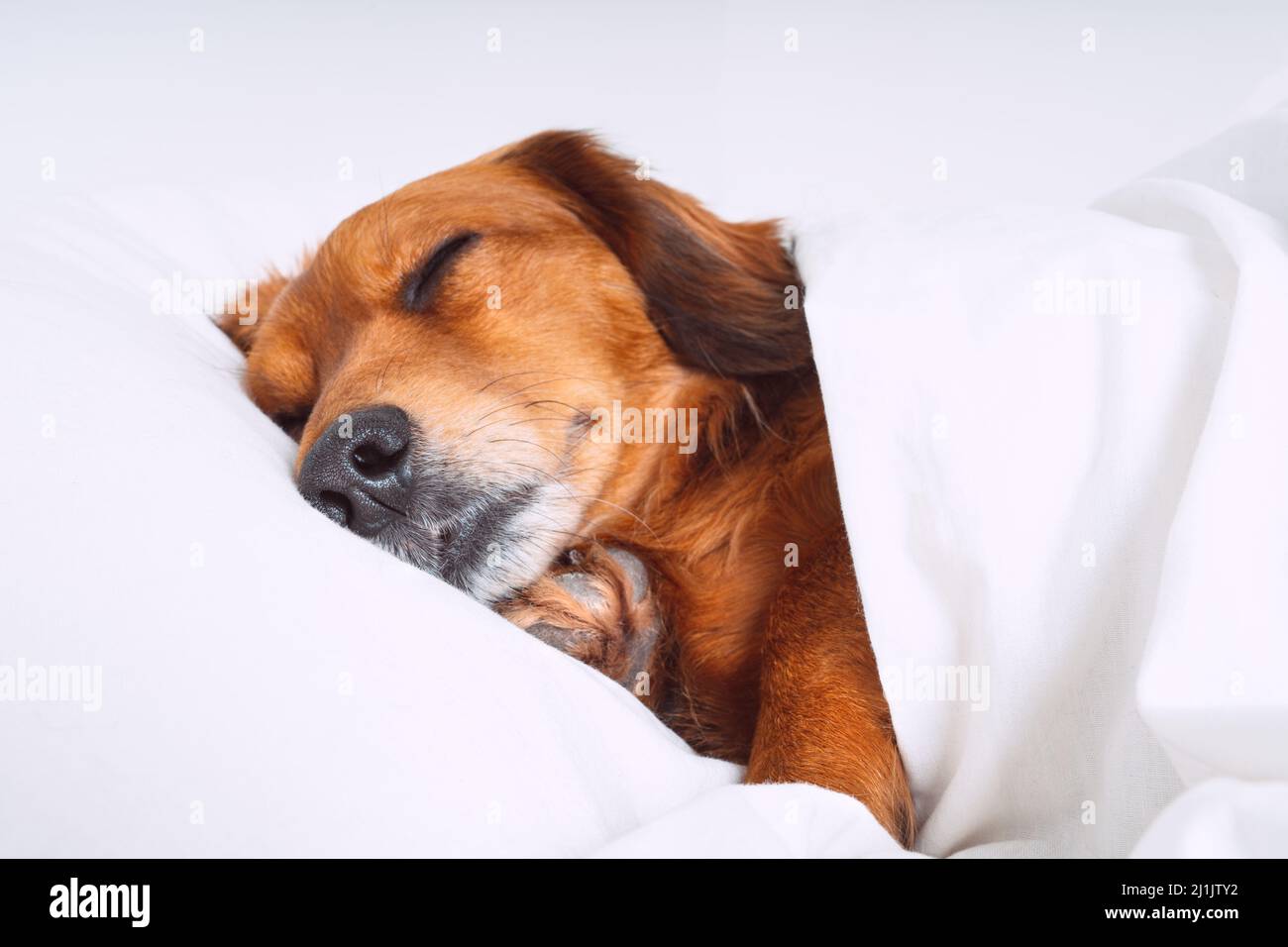 Carino Dachshund cane che dorme a letto su un cuscino come un essere umano. L'hotel ammette animali domestici Foto Stock
