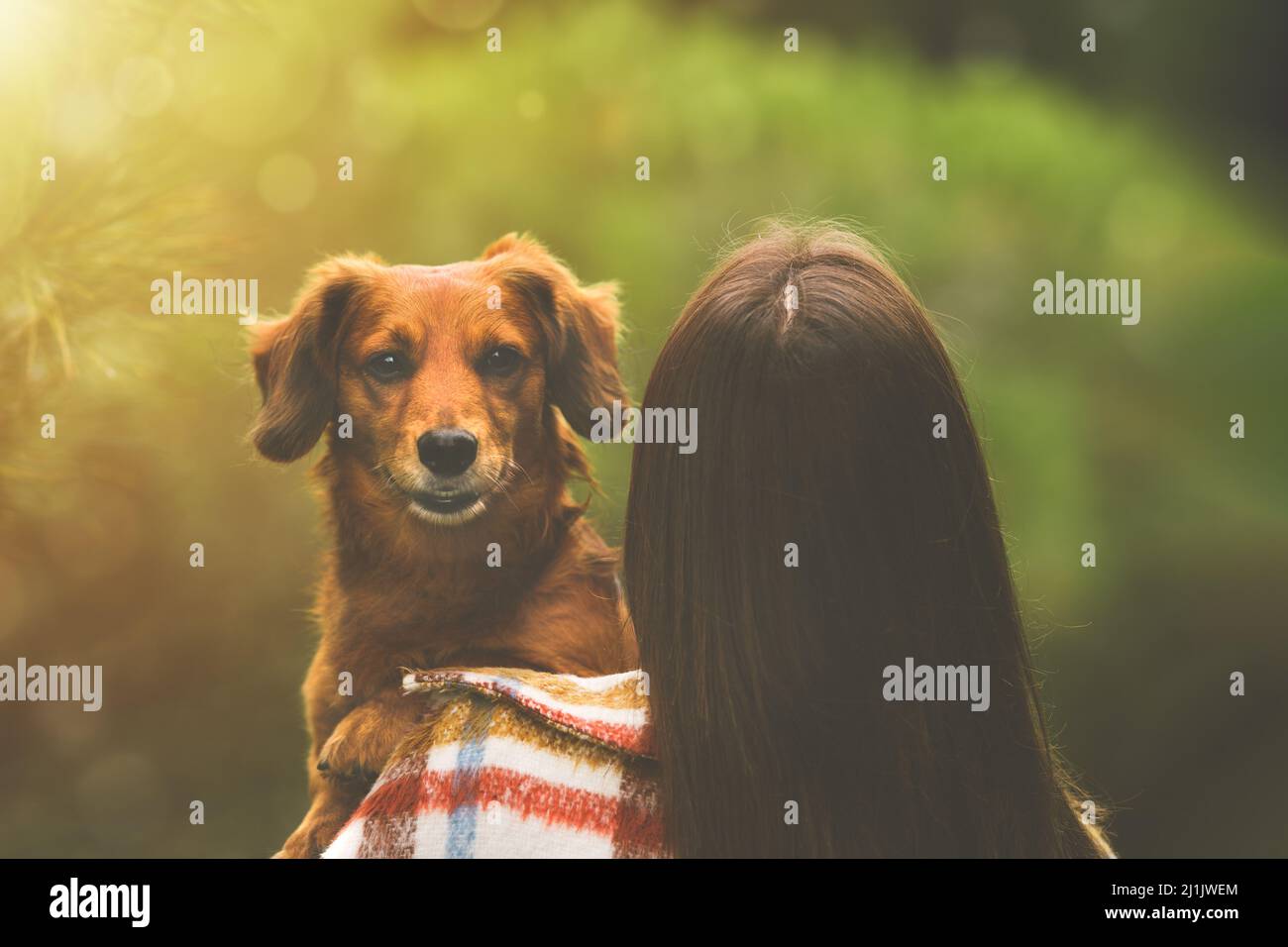 Dachshund cane seduto sulle braccia dei proprietari e guardando sopra la spalla. Cane e donna insieme Foto Stock