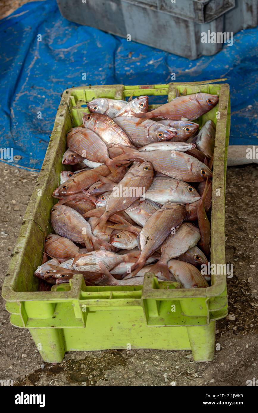 Cratè piena di pesce fresco pescato al mercato del pesce Nouakchott, Mauritania Foto Stock