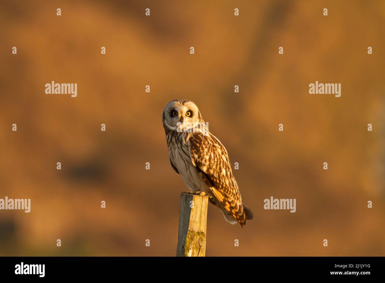 Gufo dalle orecchie corte (Asio flammeus) seduto sul palo di recinzione in una bella luce della sera, fissando dritto a me, che gioia! Foto Stock