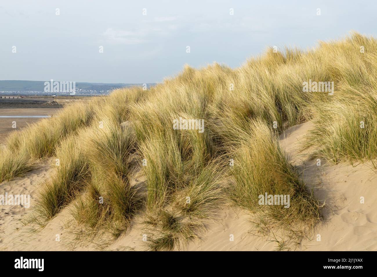 Dune di sabbia con erba di marram Foto Stock
