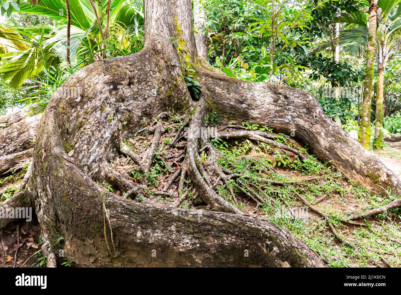 Grandi radici branchie di vecchio albero di mogano (Swietenia) ricoperte di muschio nella foresta pluviale tropicale sull'isola di Mahe, Seychelles. Foto Stock