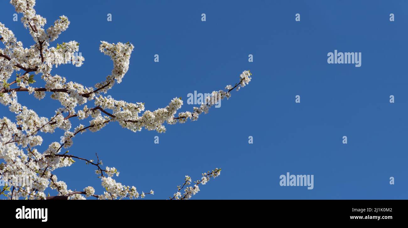 Fiori bianchi su rami di prugne su cielo azzurro pulito, risorsa grafica per striscioni, etichette, biglietti d'auguri con spazio di copia Foto Stock