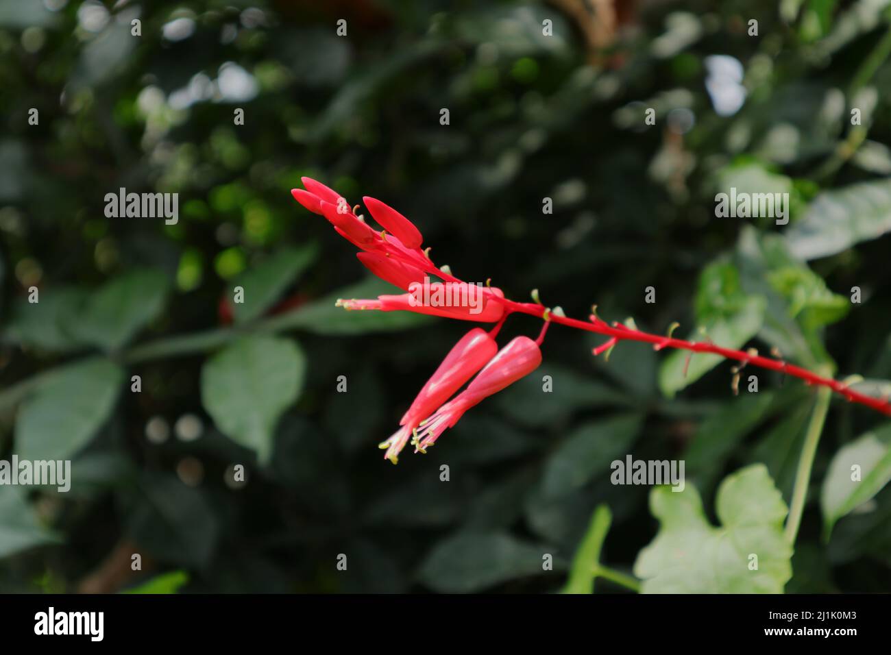 Primo piano di un germoglio a forma di fiori rossi con polline fiorito come un cluster Foto Stock