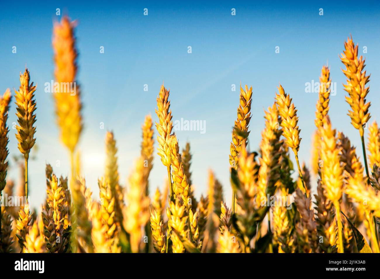 Oro campo di grano e il blu del cielo. L'Ucraina, l'Europa. Bellezza Mondo. Foto Stock