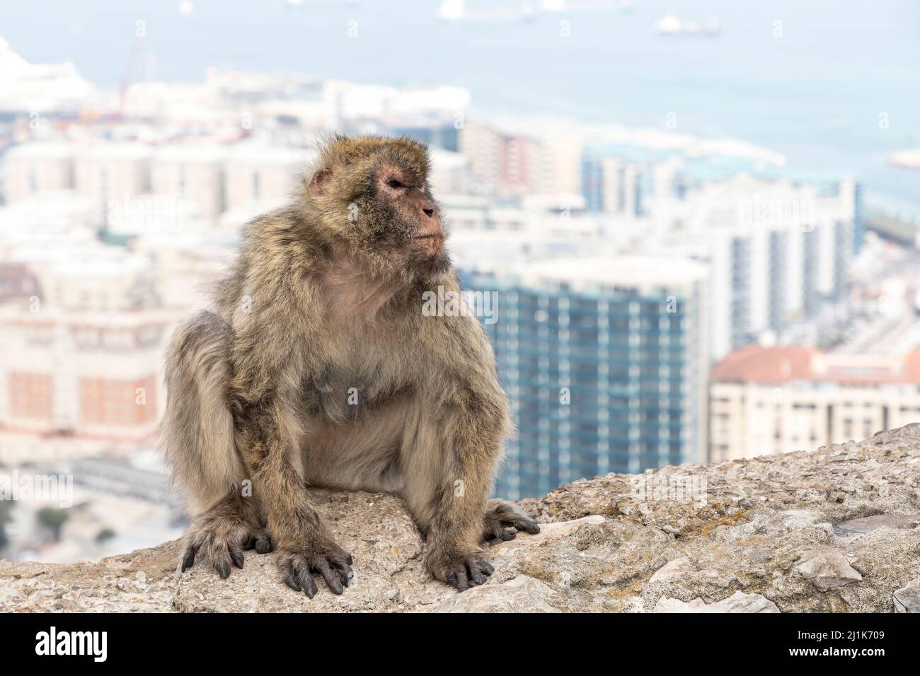 Barberia macaco Macaca sylvanus, Gibilterra Foto Stock