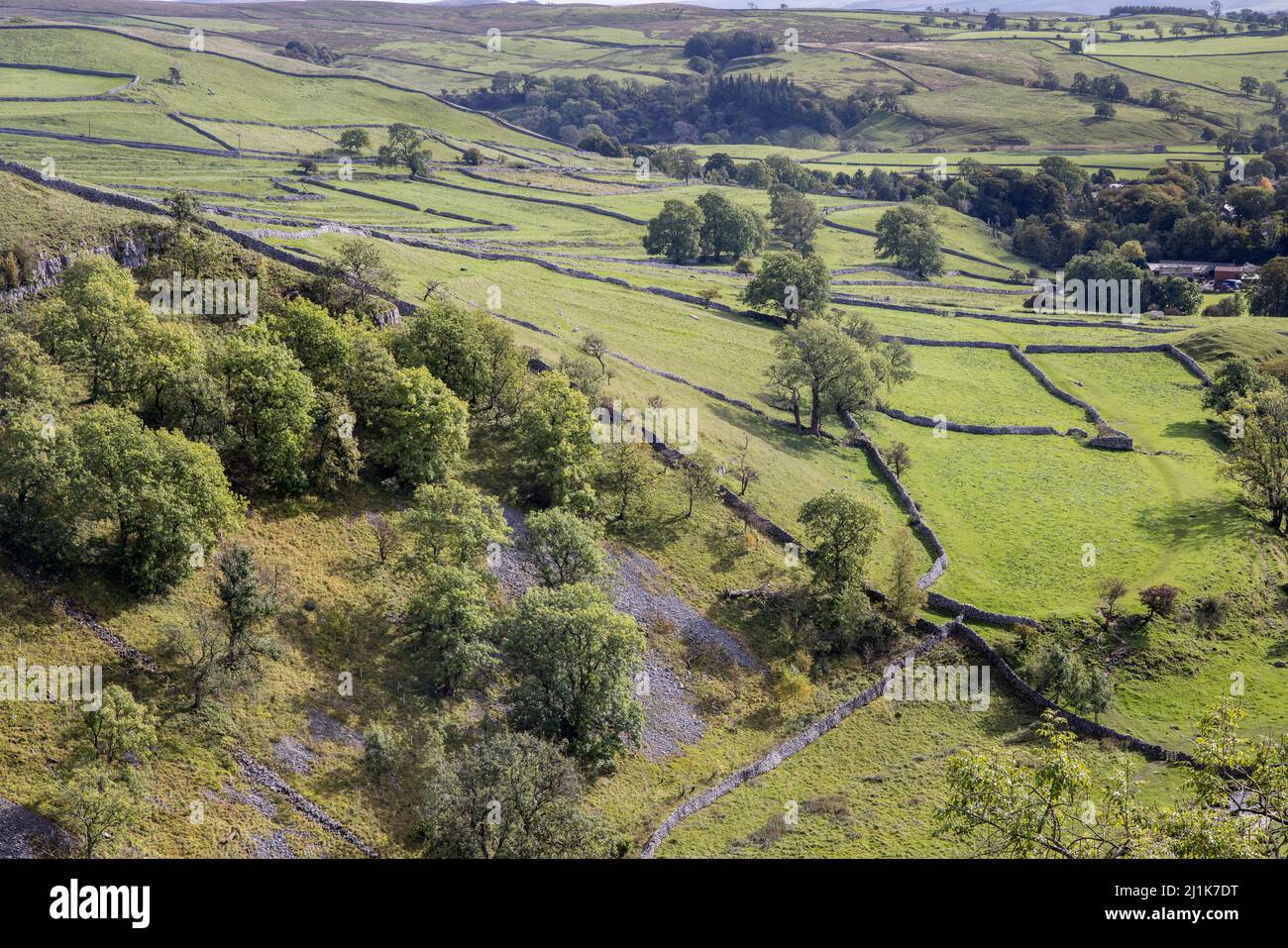 Alberi, muri e campi in campagna a Malham, Yorkshire Dales, Regno Unito Foto Stock