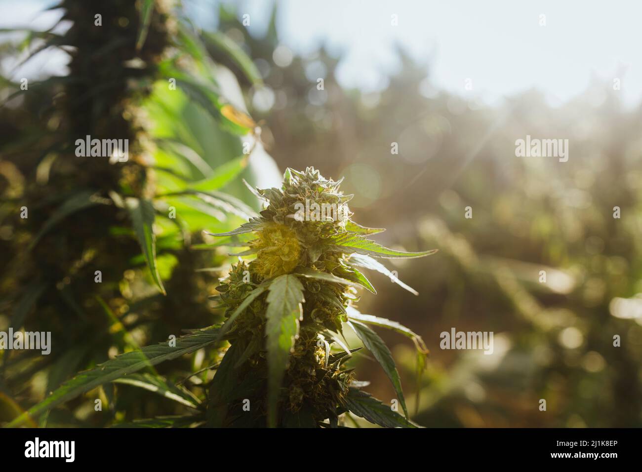 Fattoria del cbd, in crescita Foto Stock