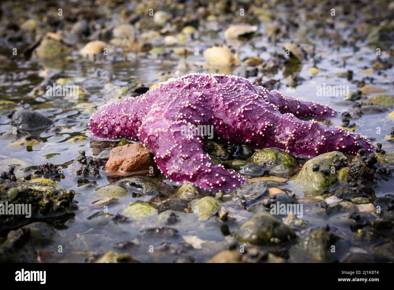 Una stella marina viola brillante in una tidepoool sul corto di Maury Island Foto Stock
