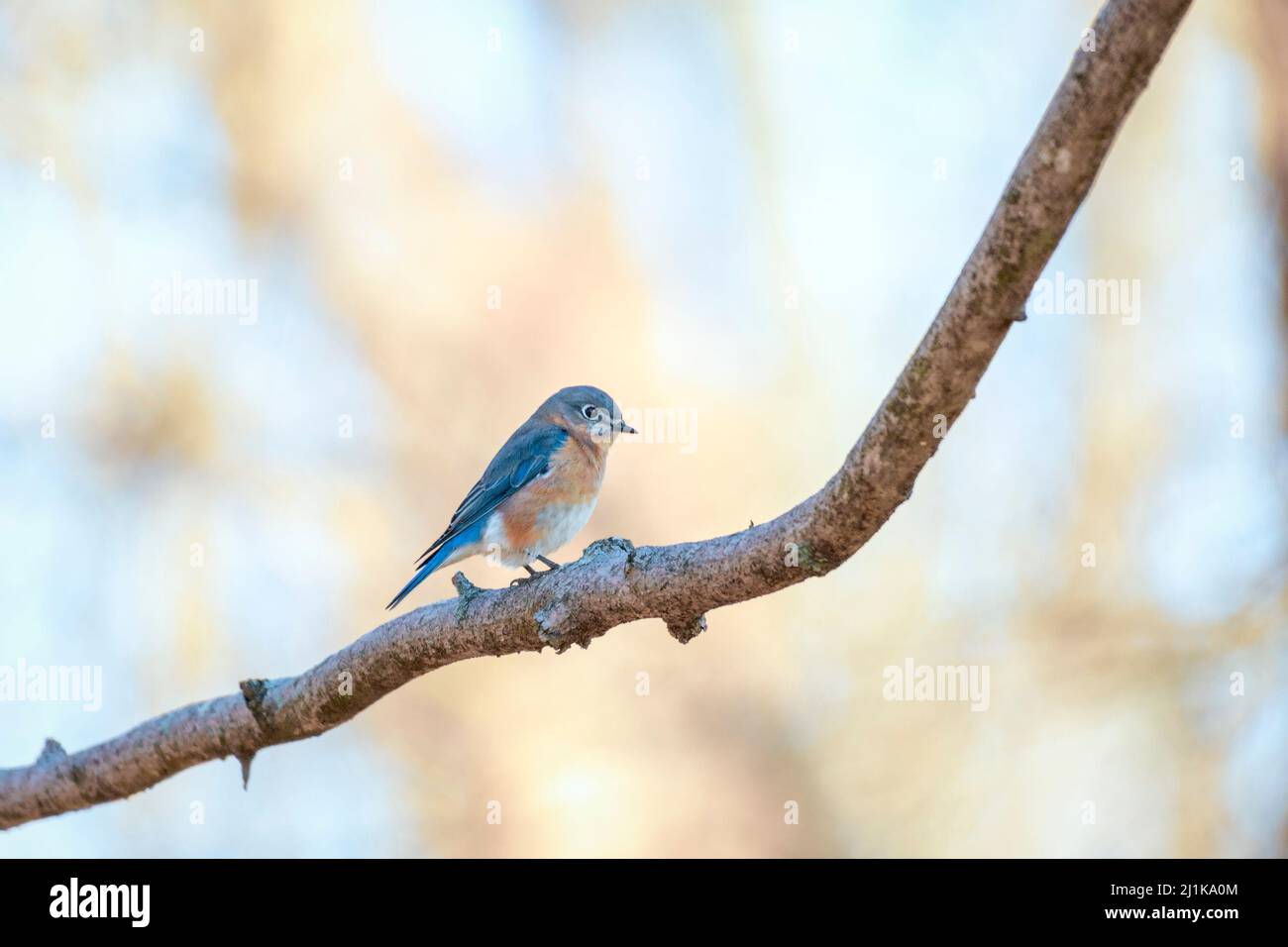 Bluebird orientale che si aggirano su un ramo di albero. Chesapeake e l'Ohio Canal National Historical Park. Maryland. USA Foto Stock
