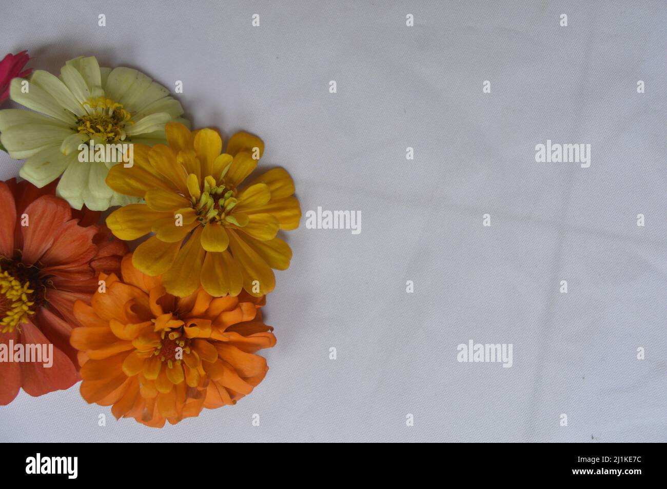 zinnia fiore sfondo isolato su bianco Foto Stock