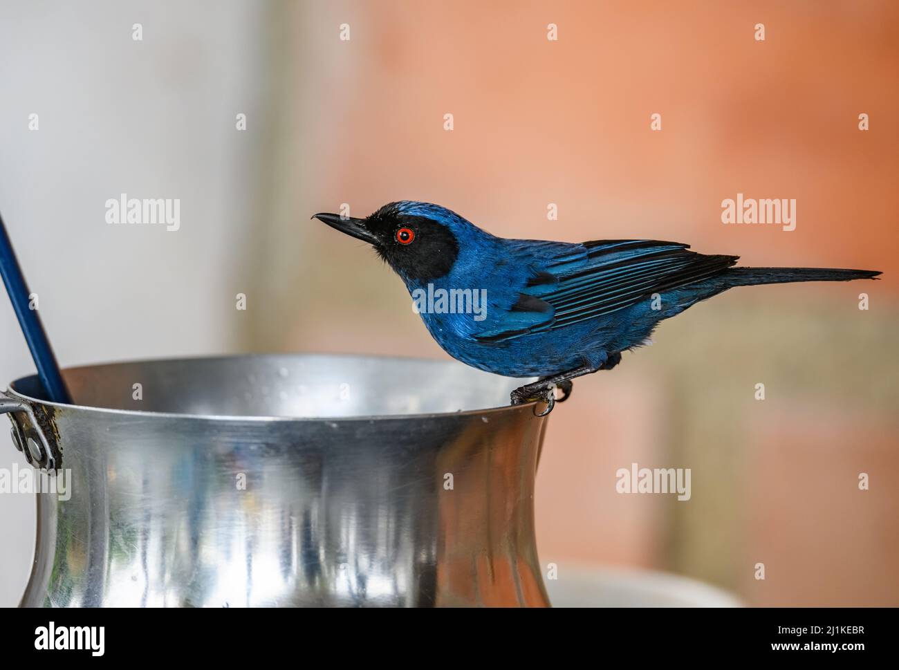 Un Flowerpiercer mascherato (Diglossa cyanea) che beve da una pentola di metallo. Colombia, Sud America. Foto Stock