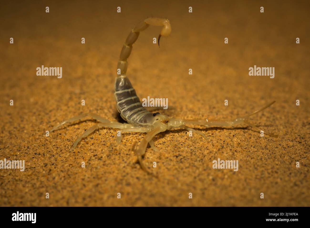 Scorpion, specie di Buthacus, Parco Nazionale del deserto, Rajasthan, India Foto Stock