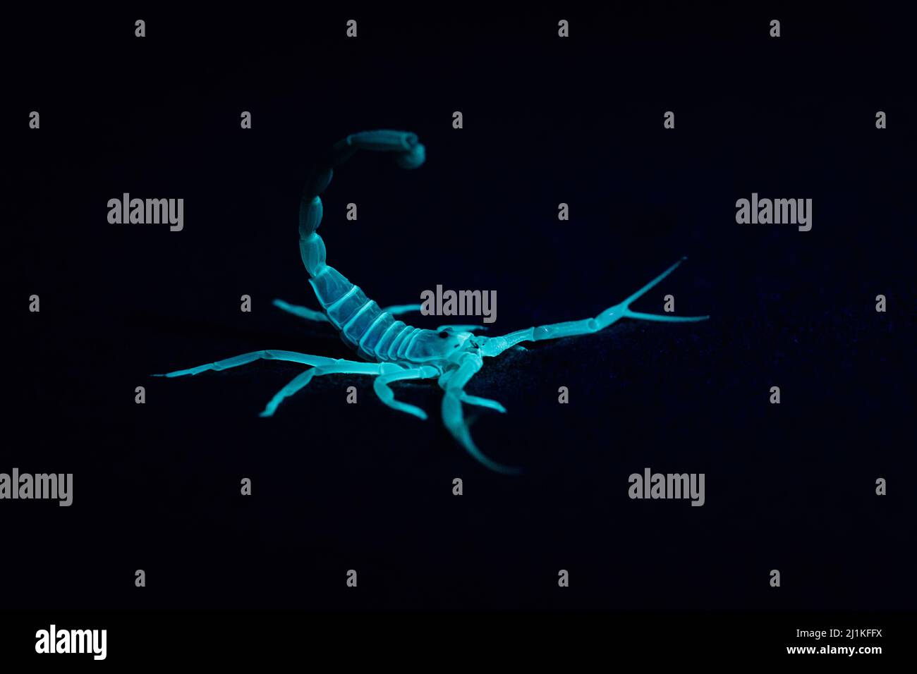 Scorpion, specie di Buthacus, Parco Nazionale del deserto, Rajasthan, India Foto Stock