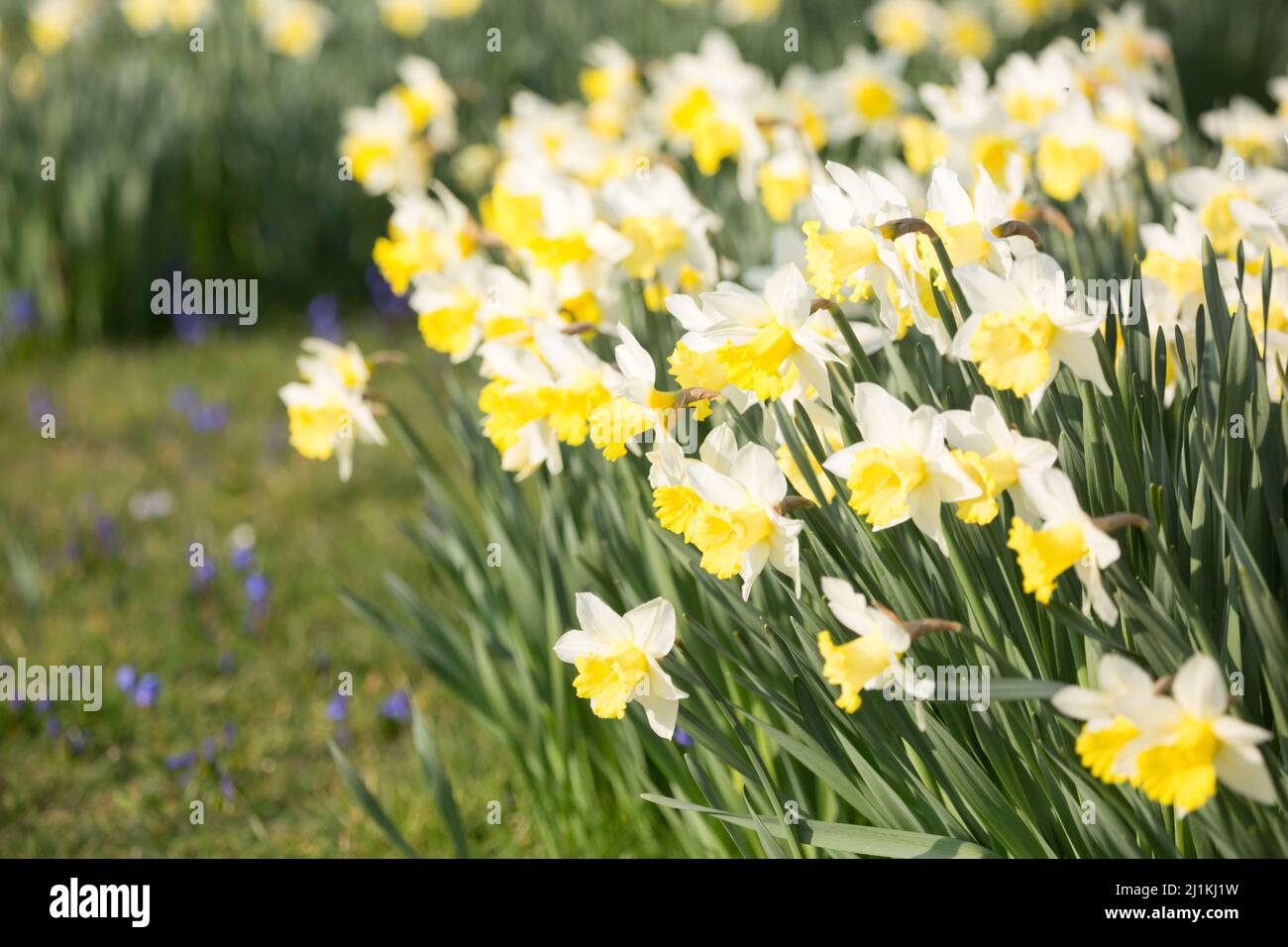 Una coperta di daffodils giallo brillante in un giardino ornamentale in primavera in un giardino di campagna inglese. Foto Stock