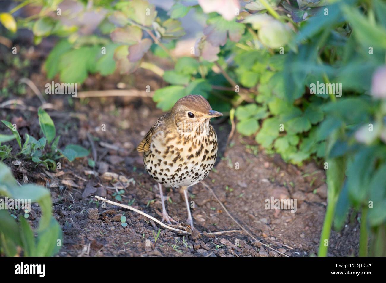 Canzone Thrush (Turdus philomelos) alla ricerca di grubs in un letto di fiori in una primavera giorno. Foto Stock