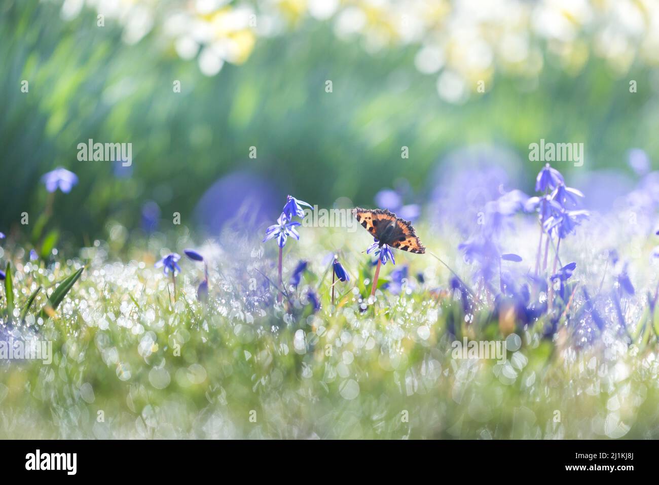 Tartaroiseshell farfalla alimentazione su fiori blu primavera in una mattinata di sole con gocce di rugiada scintillante al sole. Foto Stock