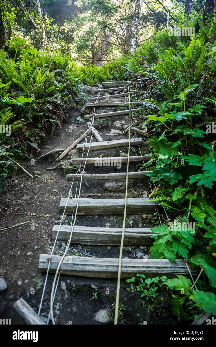 Una scala di cavi e una corda sul sentiero della costa olimpica meridionale, Olympic National Park, Washington, USA. Foto Stock