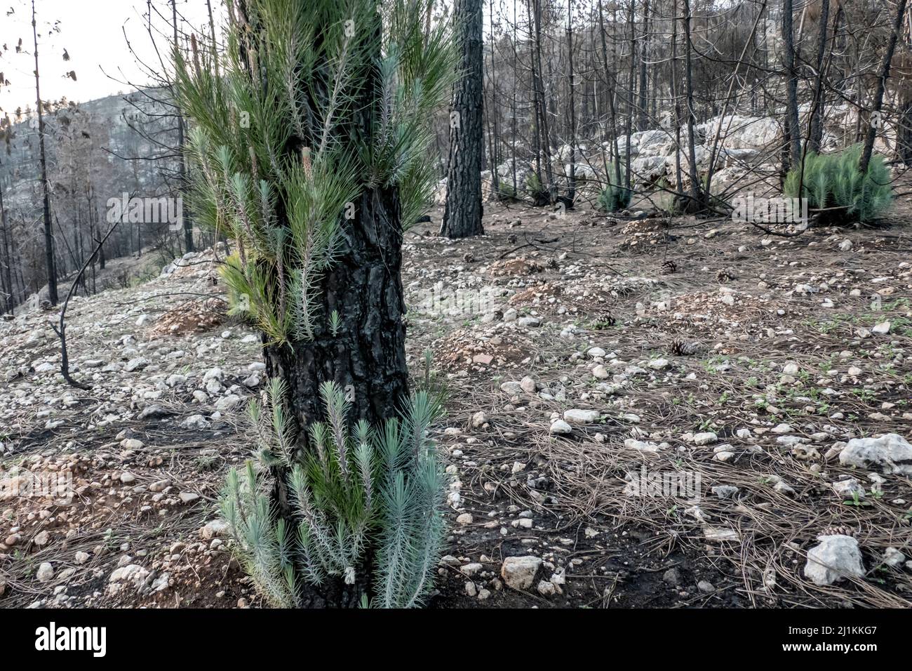 Nuova crescita germogliante dalla corteccia di un pino bruciato a seguito di un grande incendio nella riserva naturale di Har Tayyasim, nel cuore delle colline di Gerusalemme. Israele Foto Stock
