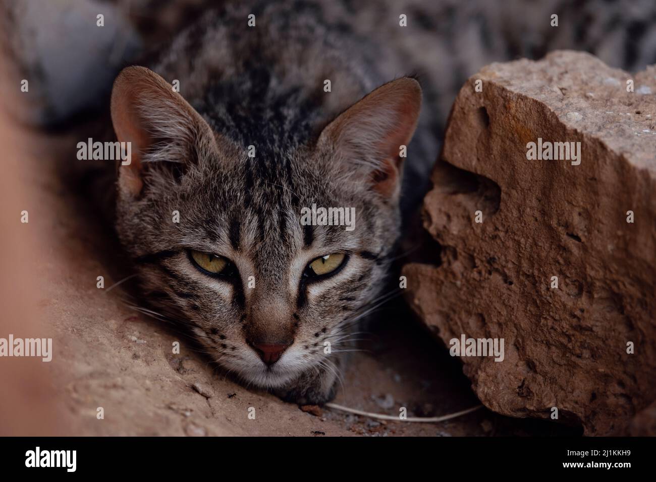 Asiatic Wildcat, full body, Desert National Park, Jaisalmer, Rajasthan, India Foto Stock