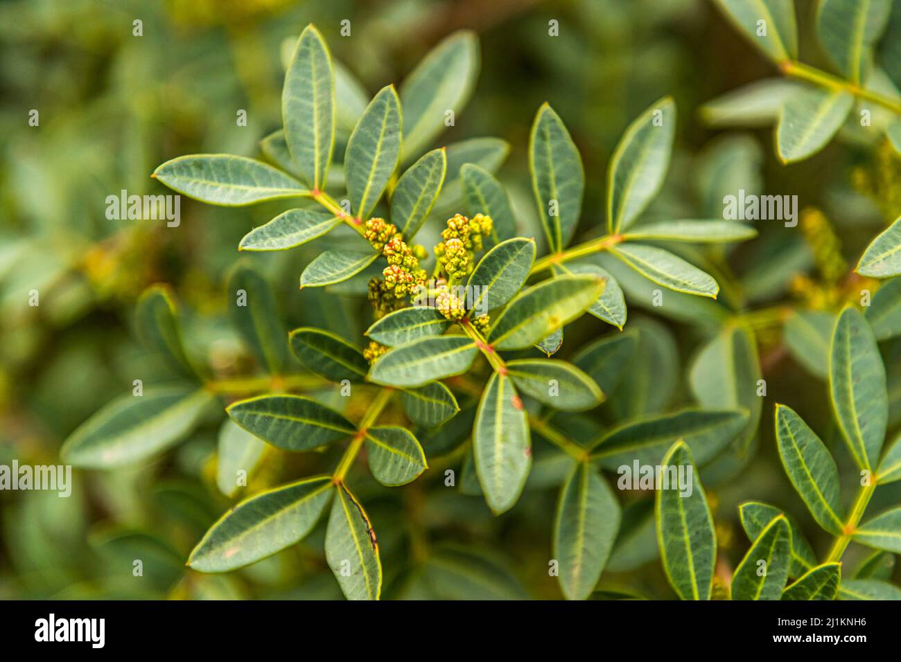 Arbusto Da Fiore Mediterraneo Immagini e Fotos Stock - Alamy