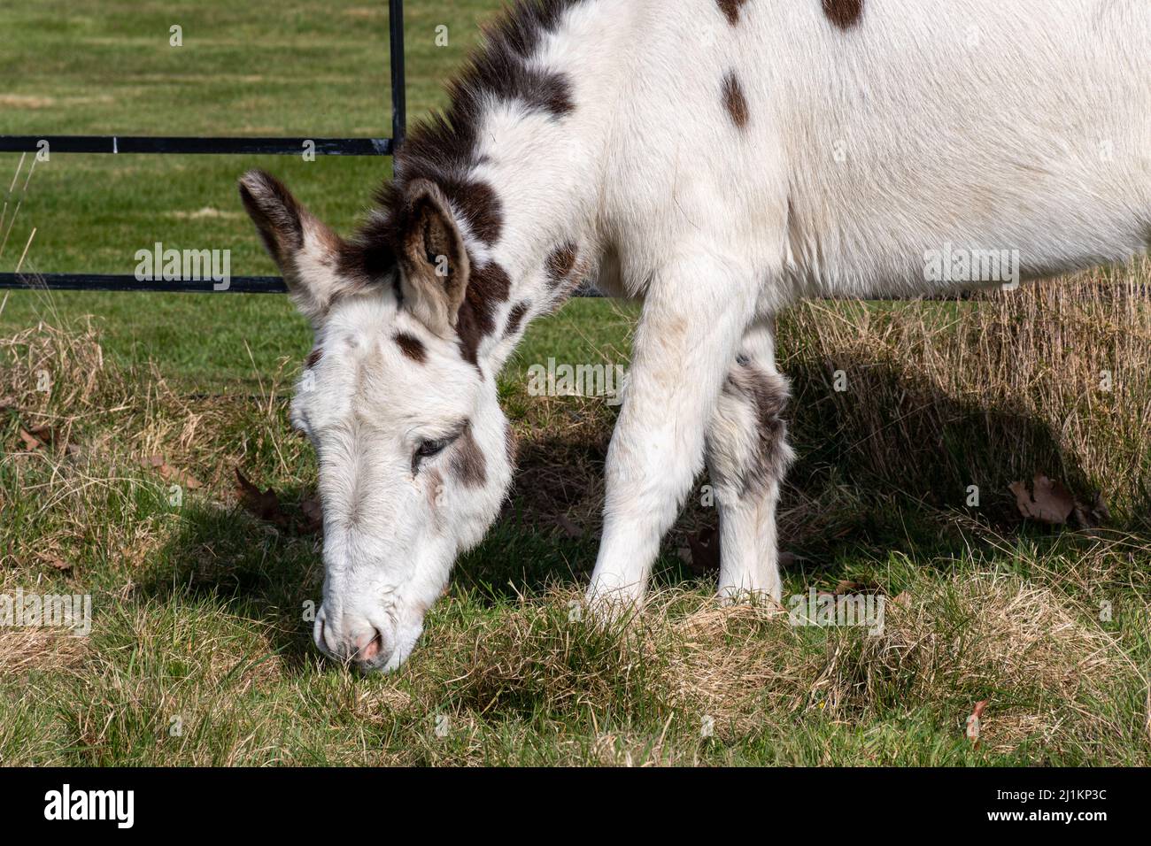 Asino marrone e bianco in un campo, asino colorato rotto Foto Stock