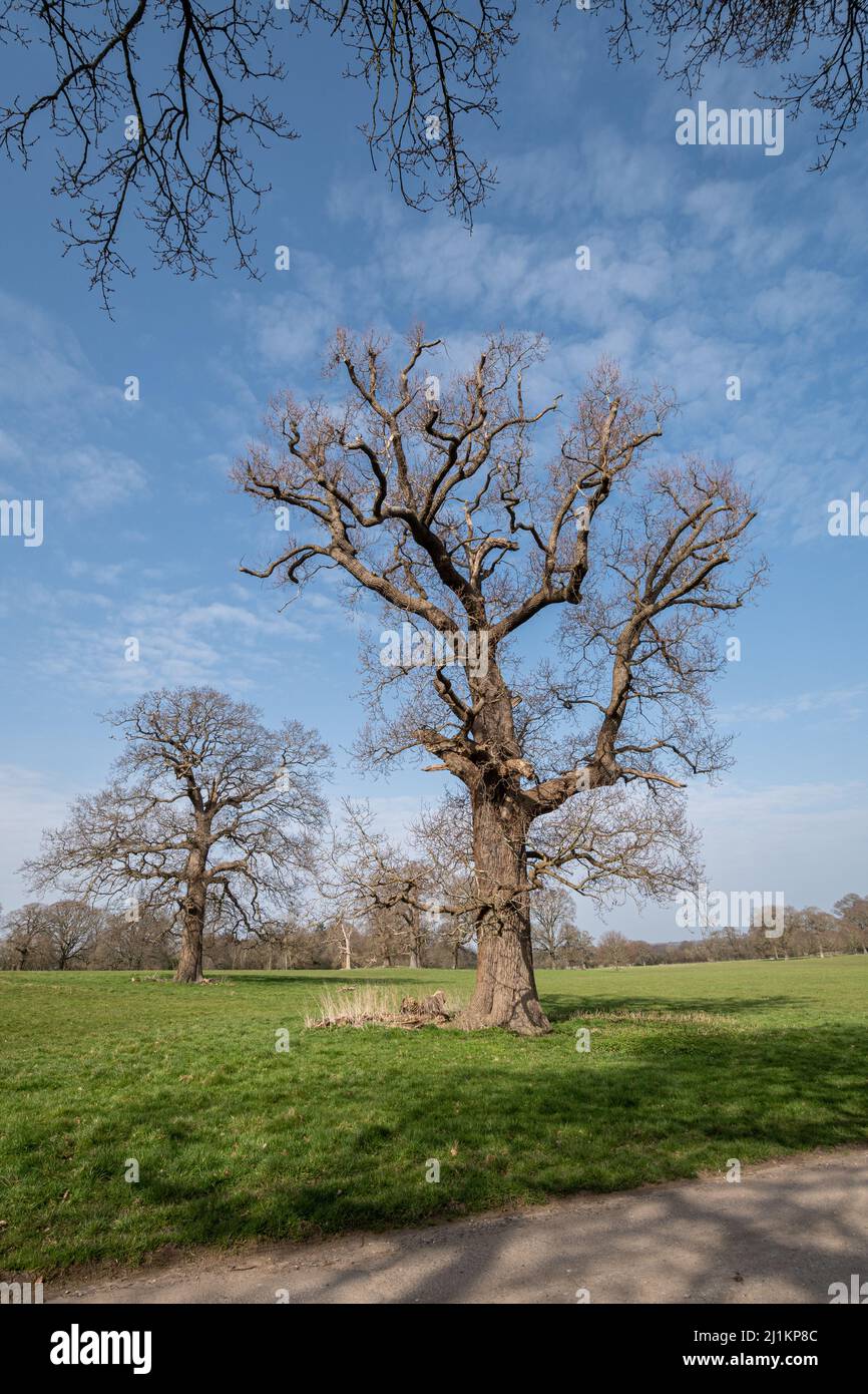 Alberi maturi all'Hatchlands Park, una tenuta di campagna del Surrey con una grande area di parco, Inghilterra, Regno Unito Foto Stock