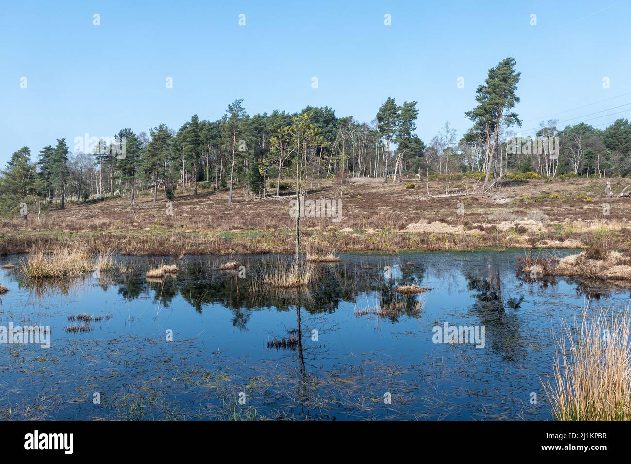 Vista di Blackmoor, parte della Woolmer Forest, nell'Hampshire, Inghilterra, Regno Unito Foto Stock
