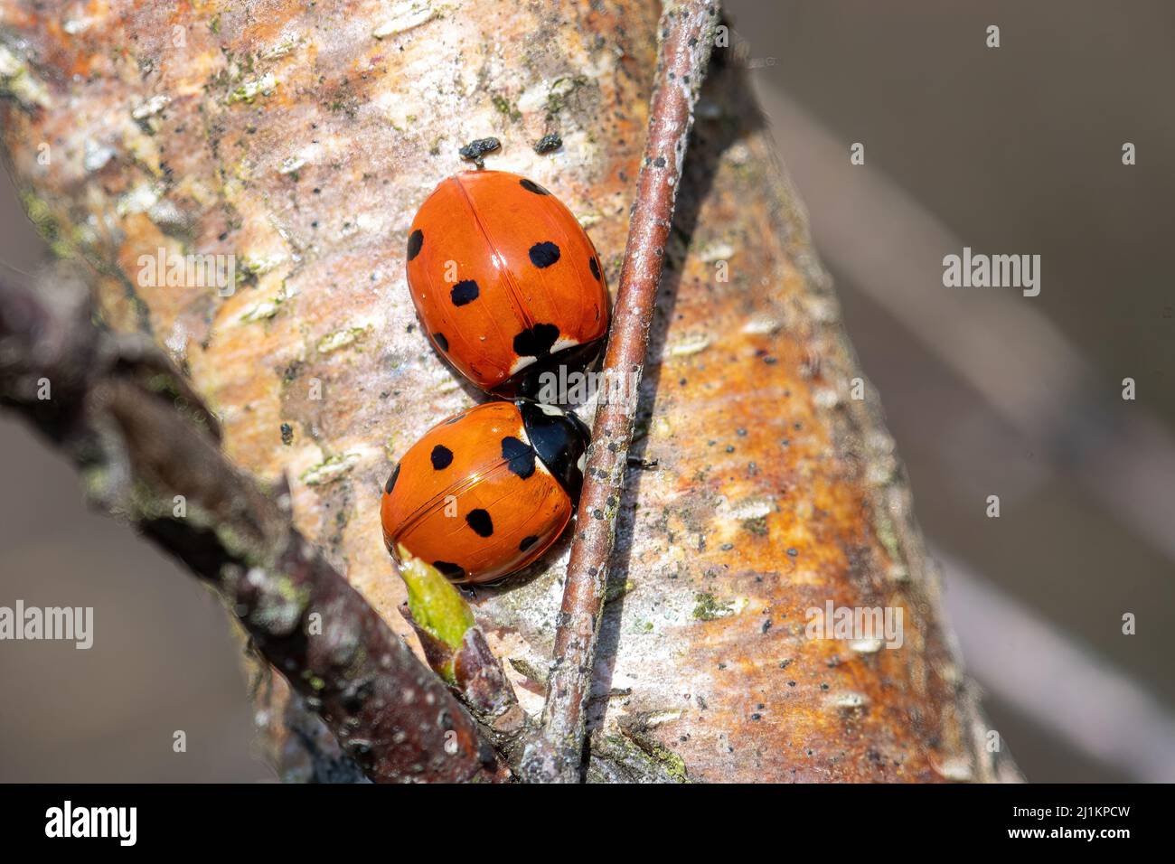 Due ladybirds o ladybugs a sette punti (Coccinella septempunctata) su un tronco di albero di betulla sulla brughiera, Hampshire, Inghilterra, Regno Unito Foto Stock