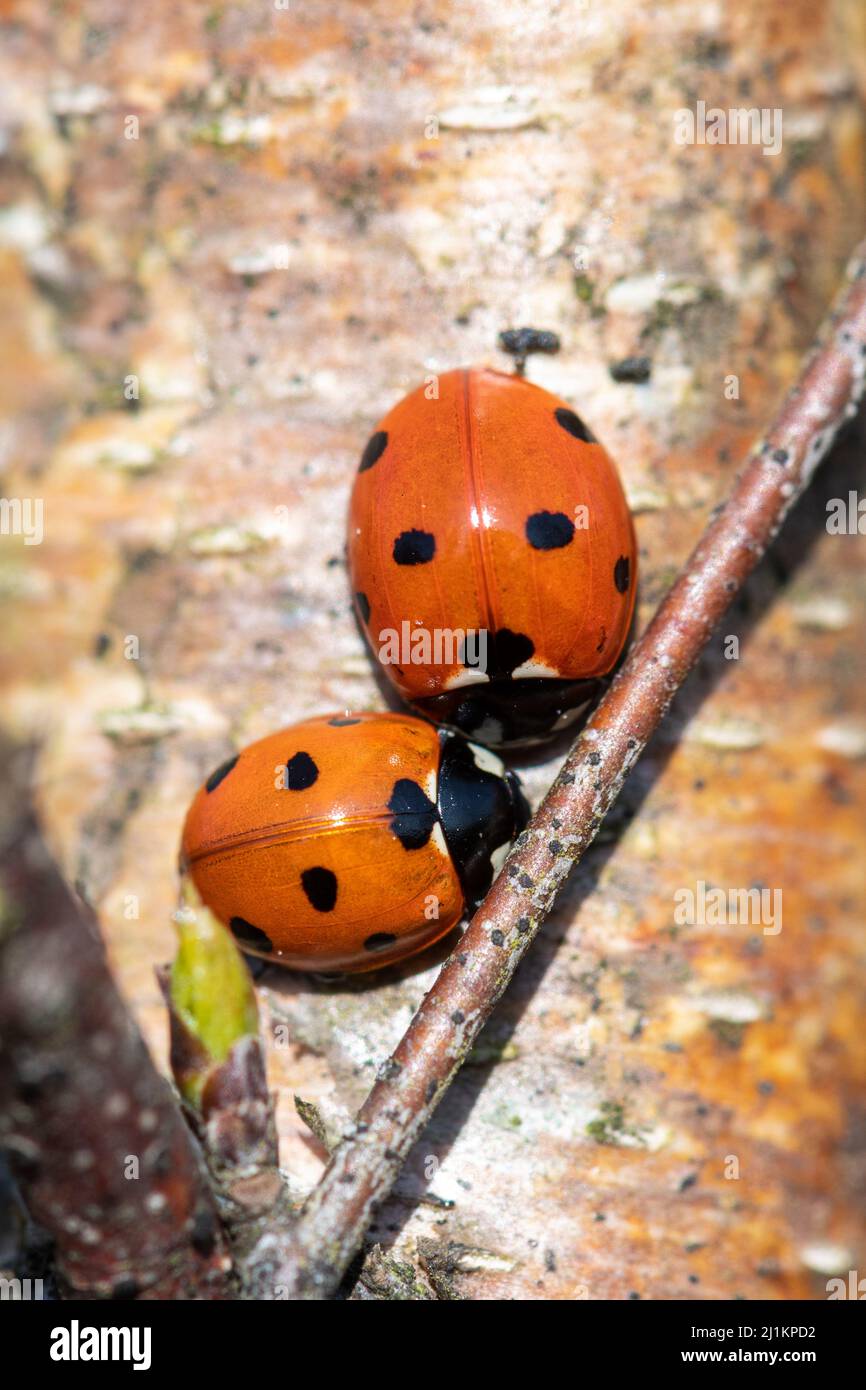 Due ladybirds o ladybugs a sette punti (Coccinella septempunctata) su un tronco di albero di betulla sulla brughiera, Hampshire, Inghilterra, Regno Unito Foto Stock
