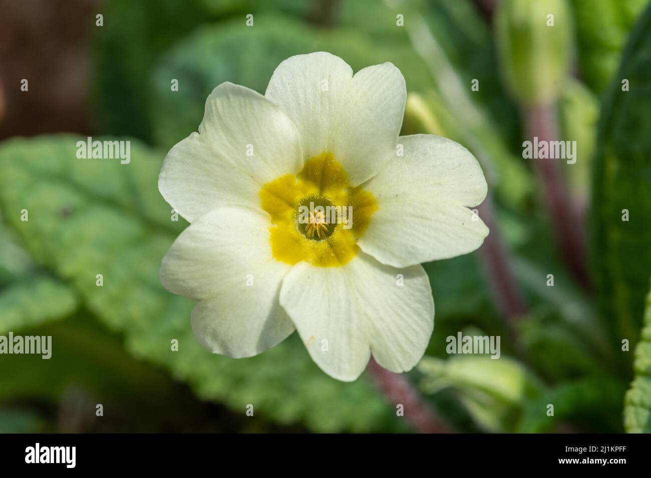 Primrose (Primula vulgaris), primo piano della fioritura primaverile di fiori selvatici nel mese di marzo, Inghilterra, Regno Unito. Un tipo di fiore con occhio di tetro. Foto Stock