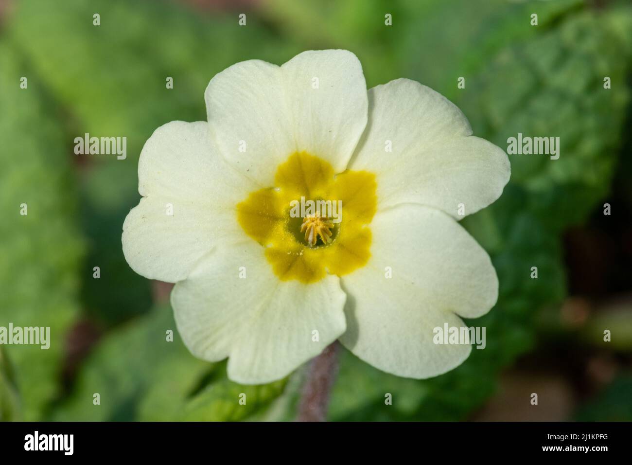 Primrose (Primula vulgaris), primo piano della fioritura primaverile di fiori selvatici nel mese di marzo, Inghilterra, Regno Unito. Un tipo di fiore con occhio di tetro. Foto Stock