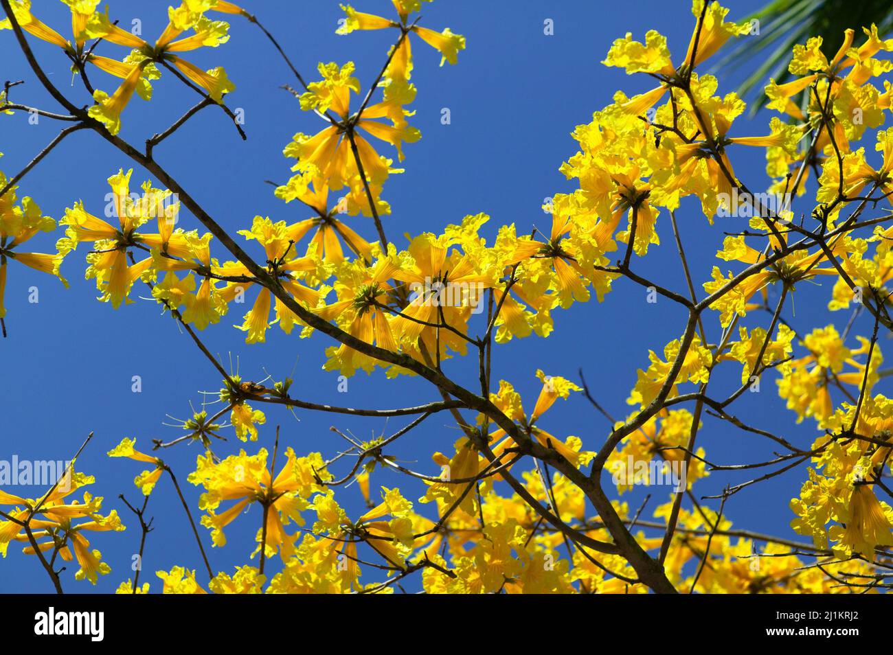 Tabebuia caraiba o Trumpet Tree, primo piano, Florida Foto Stock