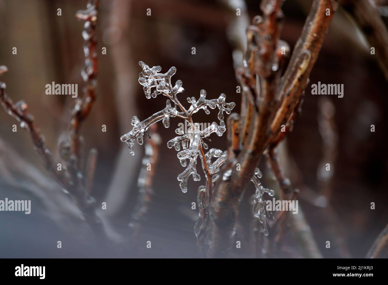 il gelo che ricopre un ramo d'inverno racchiude il ramo in uno strato trasparente di ghiaccio, con nebbia che ricopre la parte anteriore dell'immagine Foto Stock
