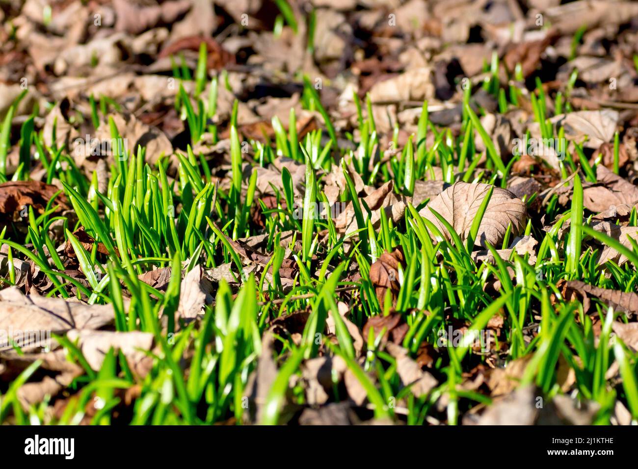 Primo piano dei primi germogli verdi di primavera che emergono da sotto la lettiera fogliare di un bosco. Foto Stock