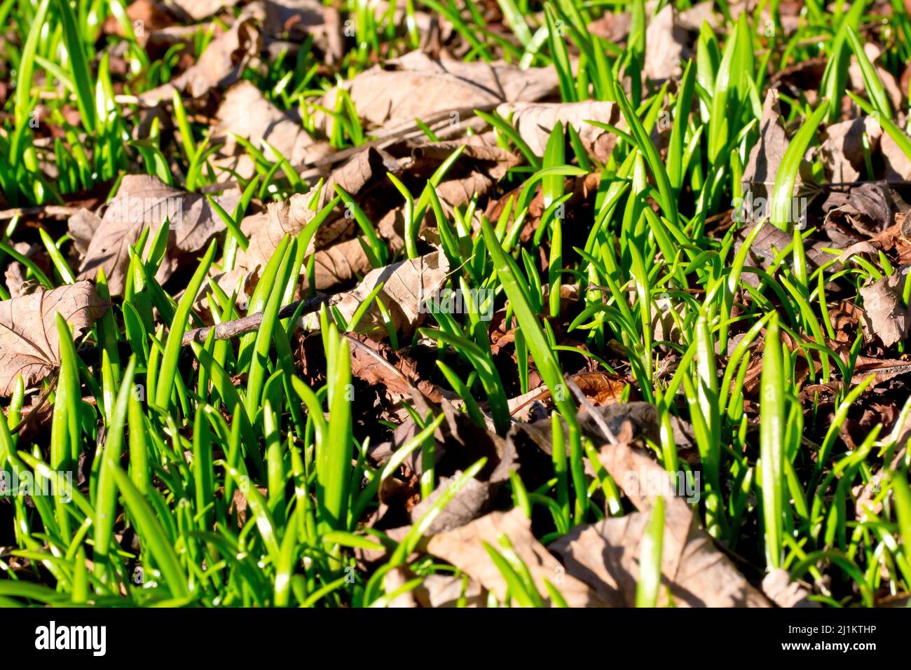 Primo piano dei primi germogli verdi di primavera che emergono da sotto la lettiera fogliare di un bosco. Foto Stock