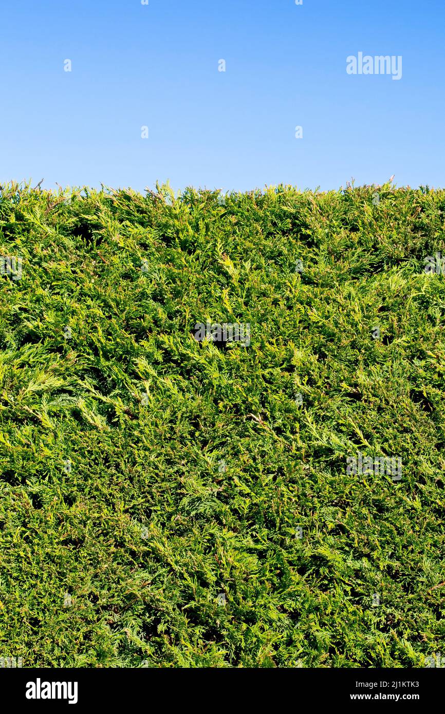 Una sezione di una siepe Leylandii rifinita con precisione (Leyland Cypress, cupressocyparis leylandii) contro un cielo blu chiaro. Foto Stock