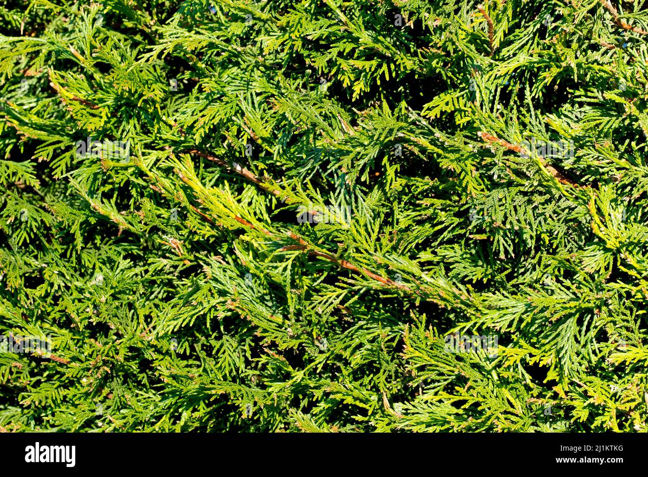Primo piano che mostra i singoli rami stratificati di una siepe Leylandii rifinita con cura (Leyland Cypress, cupressocyparis leylandii). Foto Stock