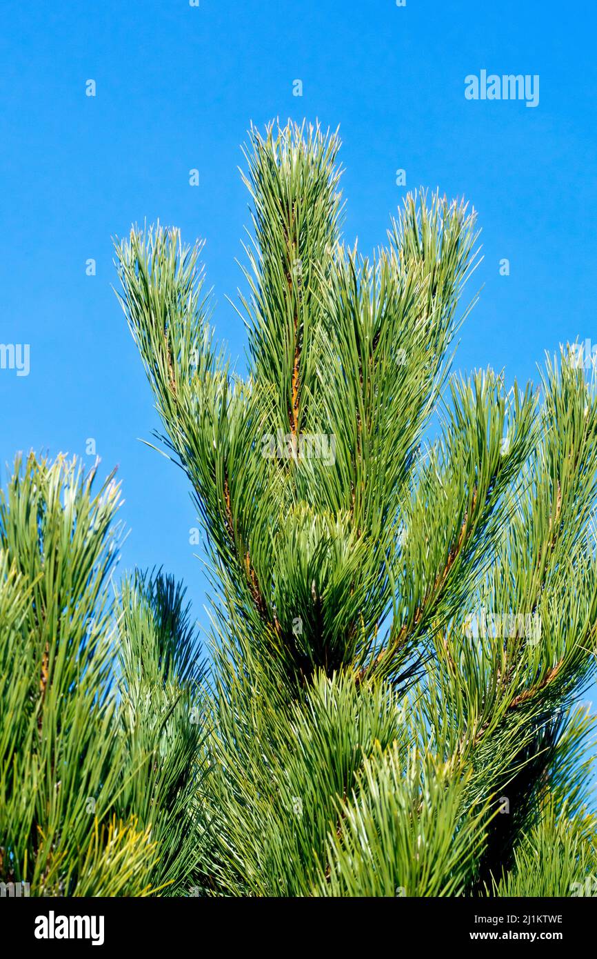 Pino nero (pinus nigra), ravvicinato tra i rami più alti di un giovane albero, che mostra gli spessi aghi verdi di pino contro un cielo blu. Foto Stock