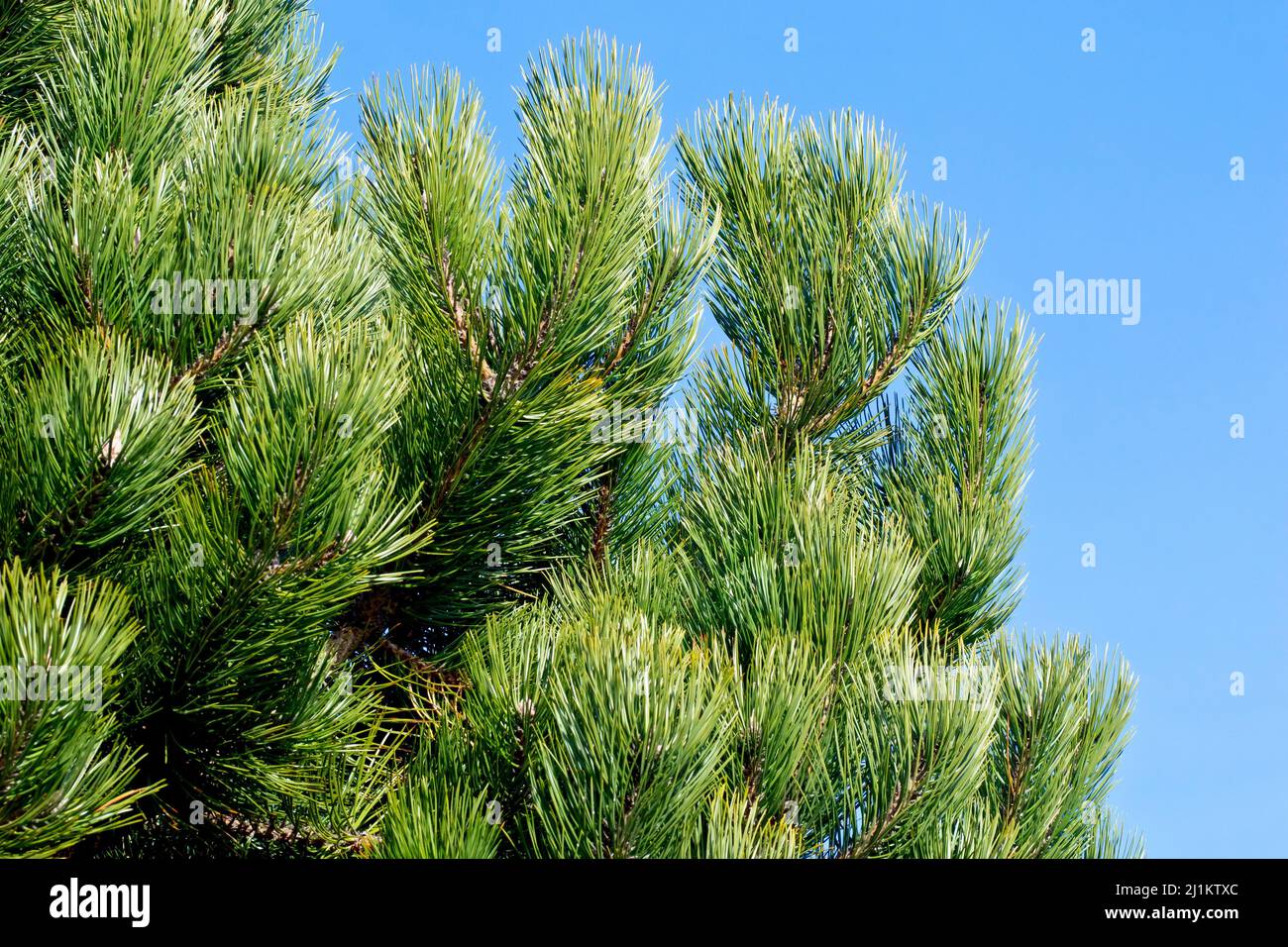 Pino nero (pinus nigra), ravvicinato tra i rami più alti di un giovane albero, che mostra gli spessi aghi verdi di pino contro un cielo blu. Foto Stock