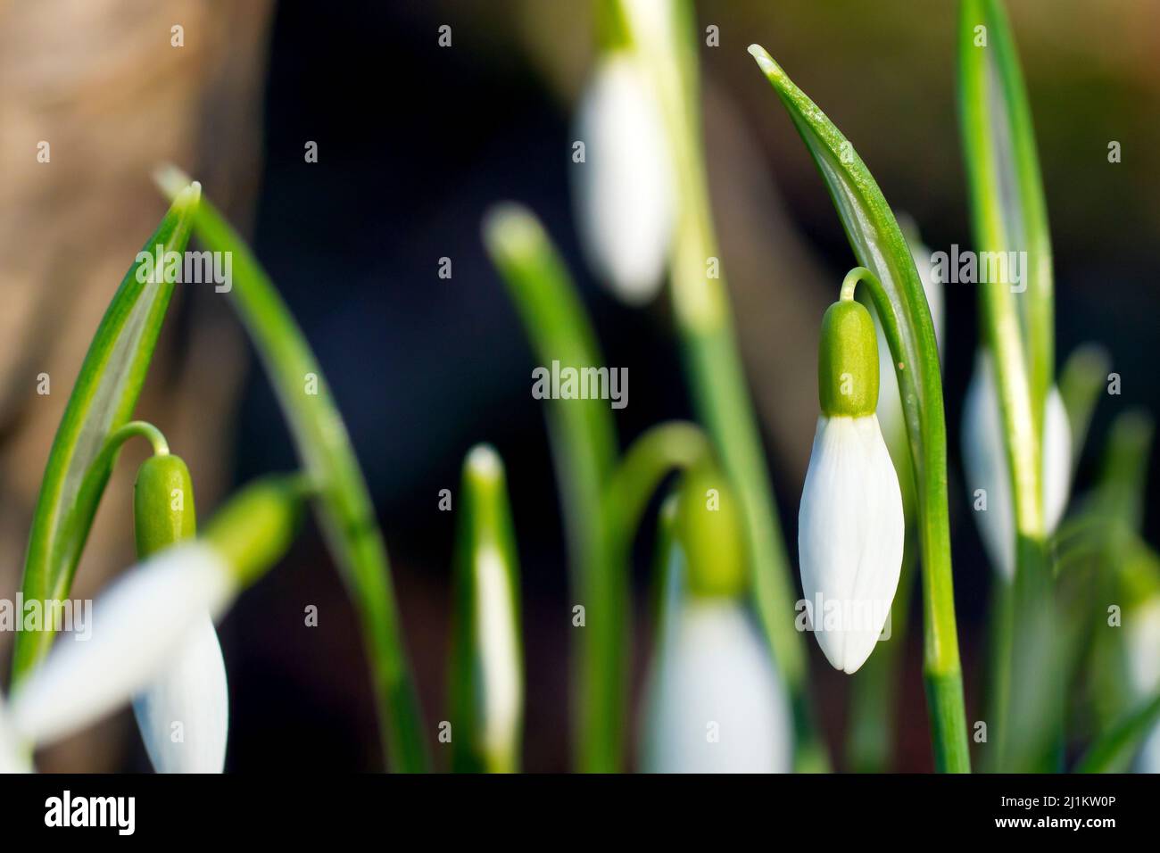 Snowdrop (galanthus nivalis), primo piano mettendo a fuoco su un singolo fiore di molti. Foto Stock