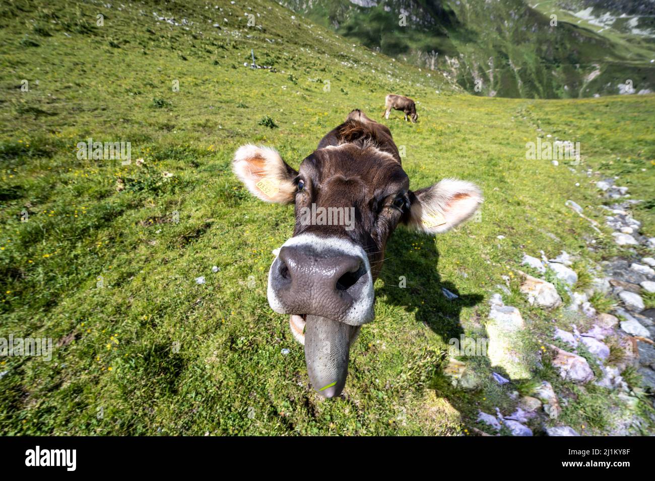 Il sale è maledetto jummy! Foto Stock