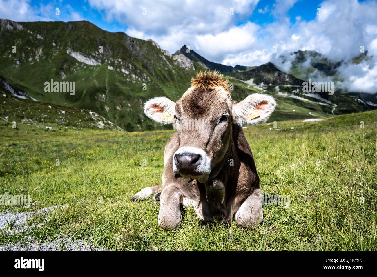 Mucca a Hintertux chilling Foto Stock